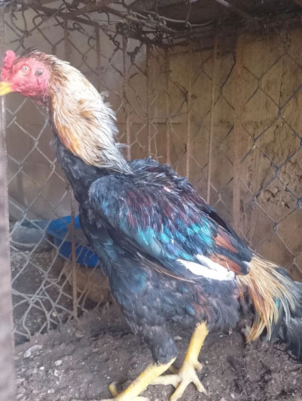 Galo 