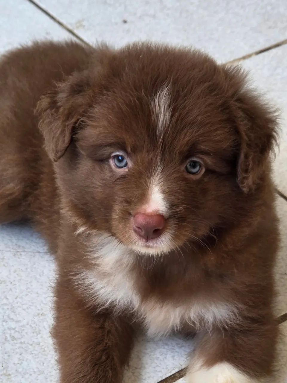 Border Collie focado 
