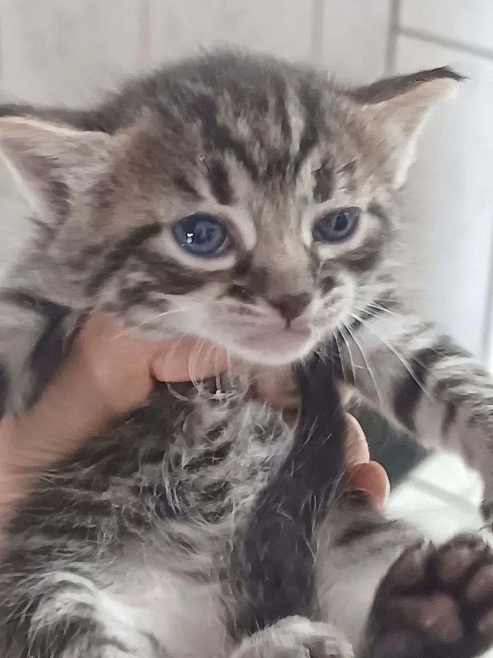 Gatinho lindo para adoção