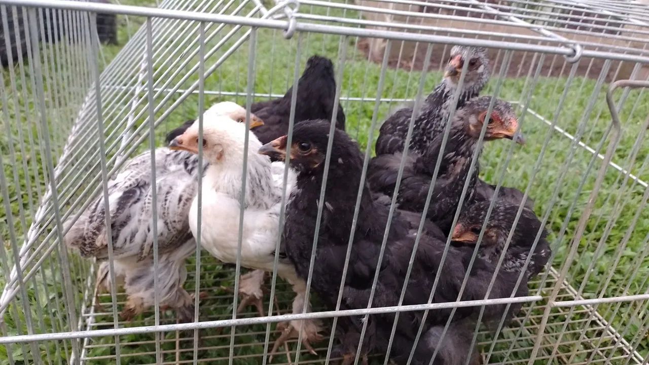 Franguinhos raça Brahma 