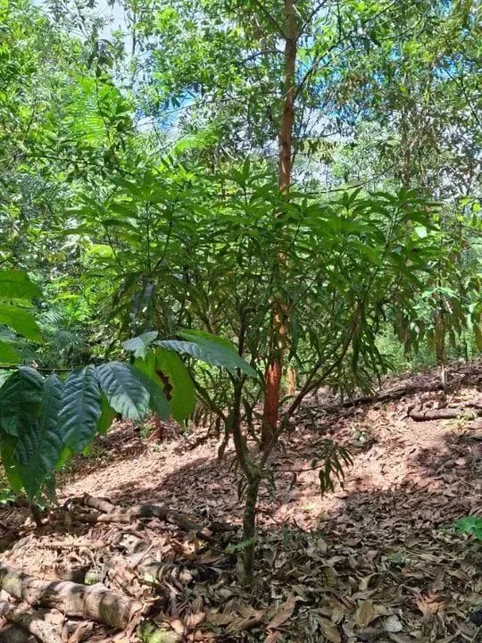Tarumã Açu  / Terreno Bosqueado  / 10 mil m2 / 9  8 1 0  6  3  2  3  1 - Foto 3