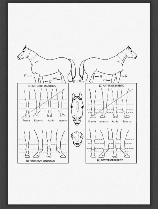 POTRA Q.M REGISTRADA  - Foto 6