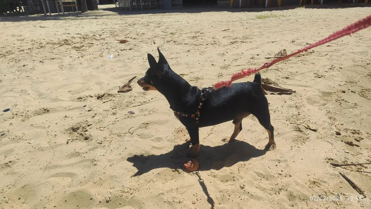 Lucky quer namorar e fazer filhote <br> - Foto 2
