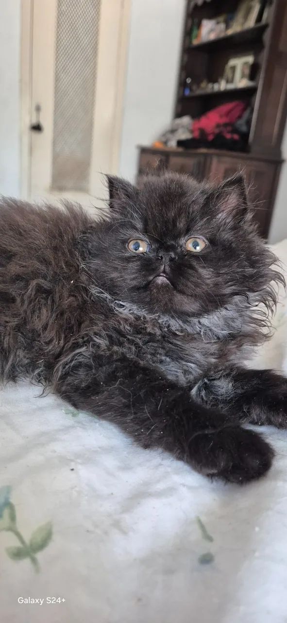 Gatinhos Persa em São Paulo  preço black Friday direto com criador.