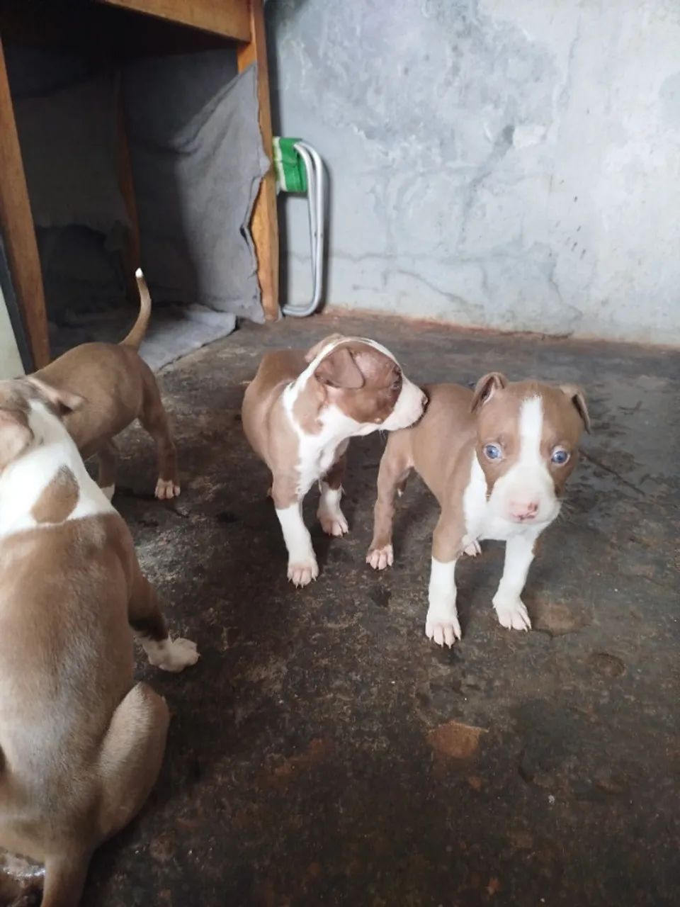 Filhotes de Pitbull  - Foto 3