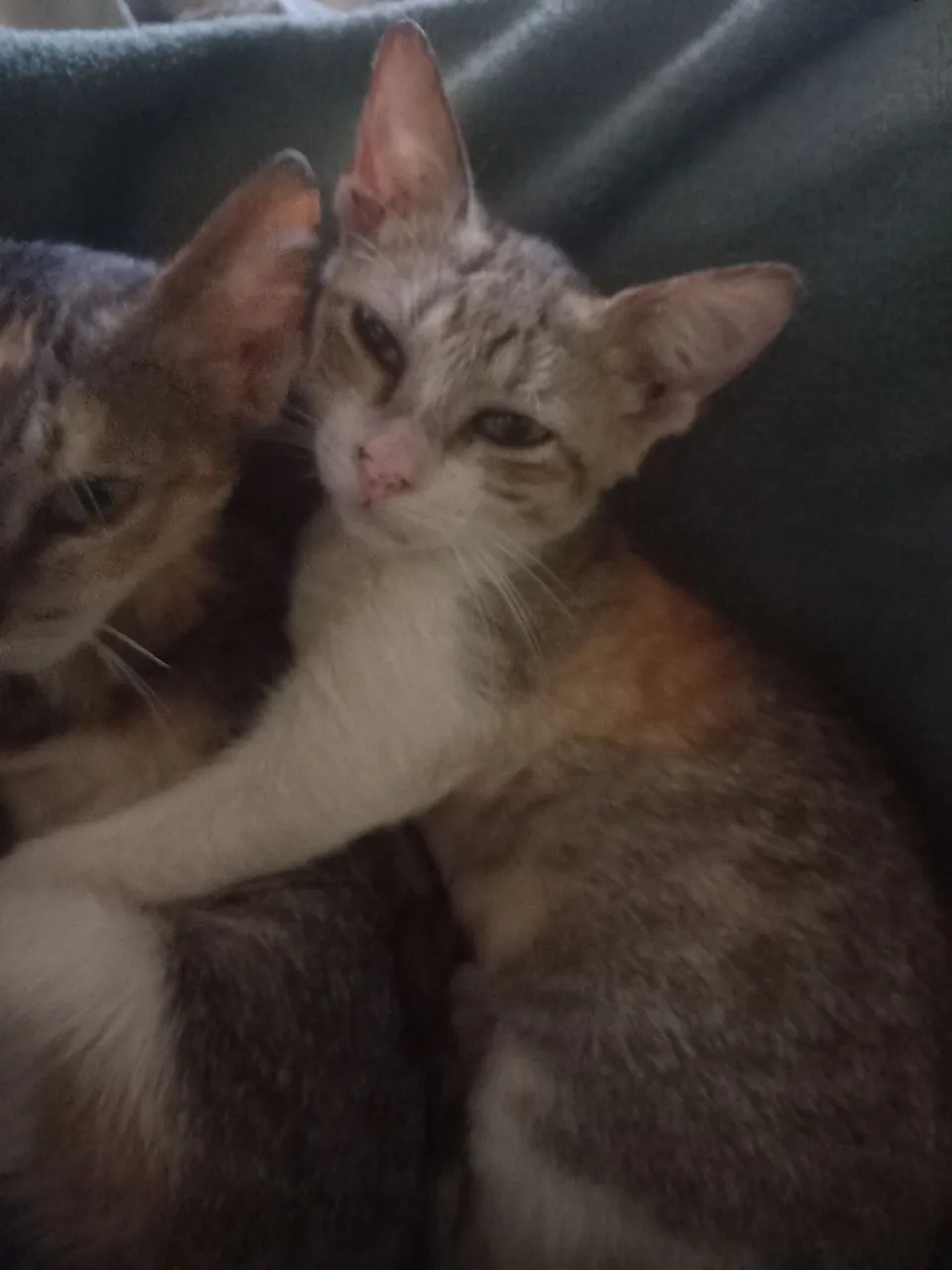 Gatinhas fofas para adoção