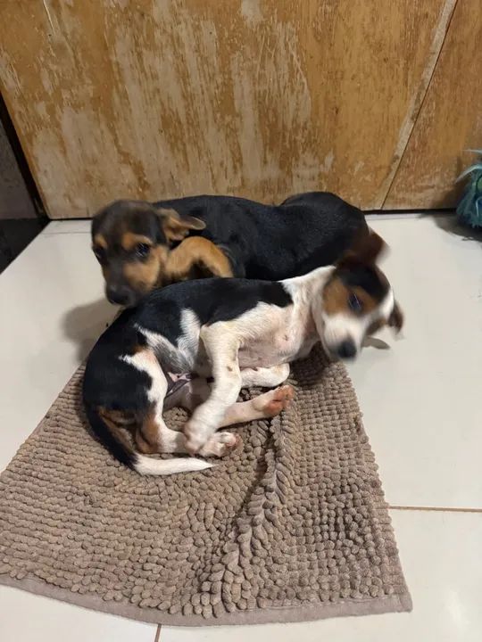 Dois filhotes fêmeas para adoção - Foto 6