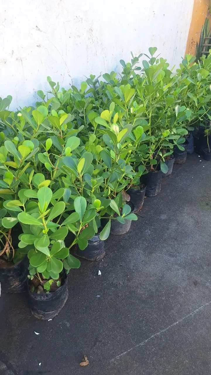Mudas de plantas ornamentais para jardim