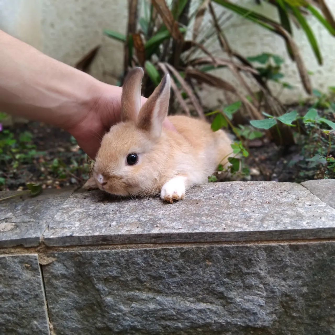 Mini coelhos  - Foto 5