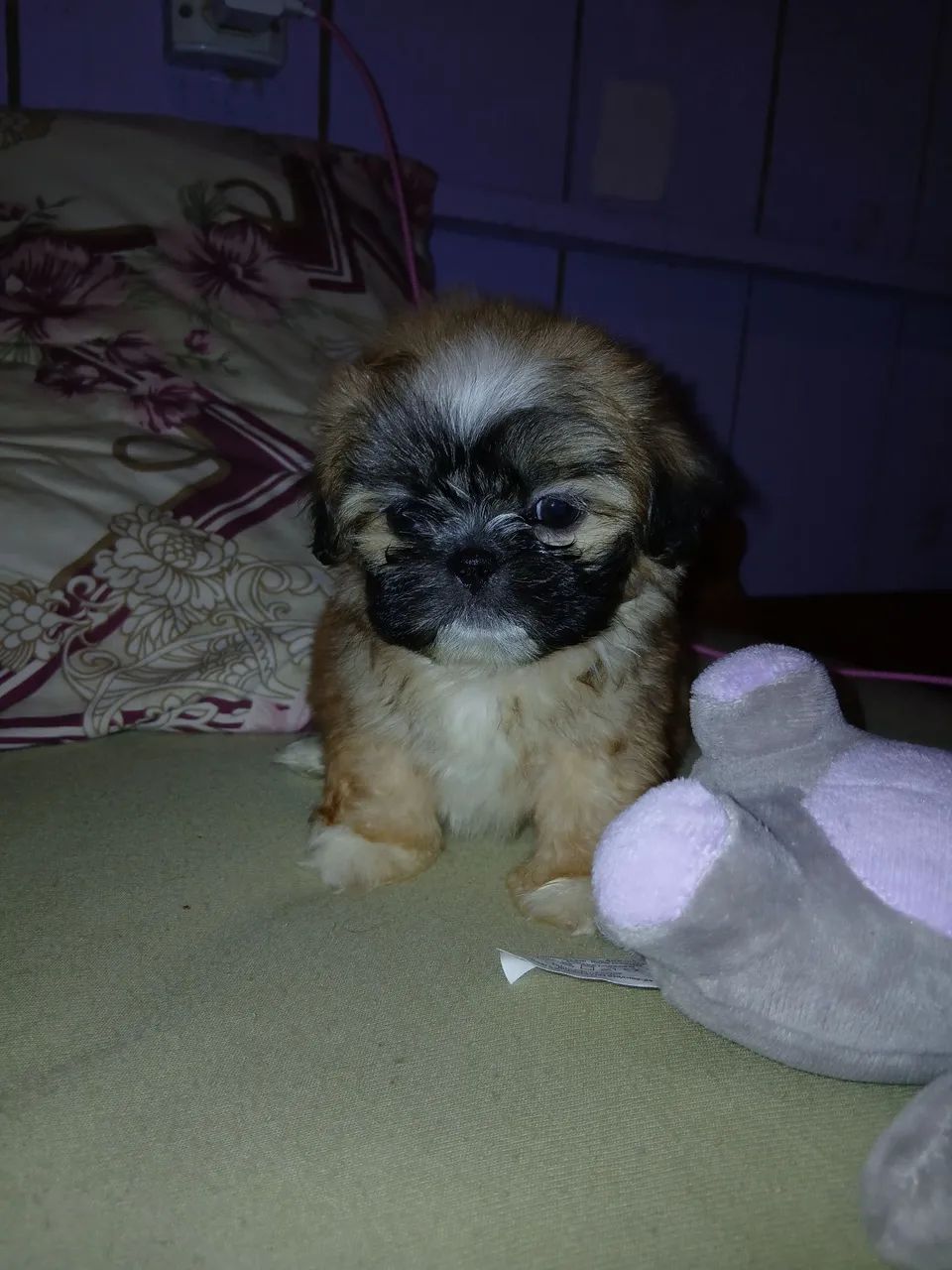 Vendo filhote macho shihtzu