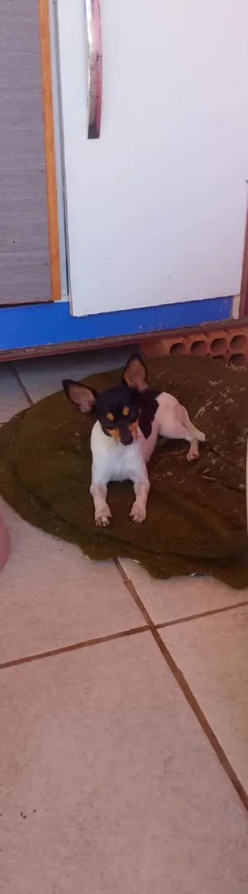 Pinscher fêmea