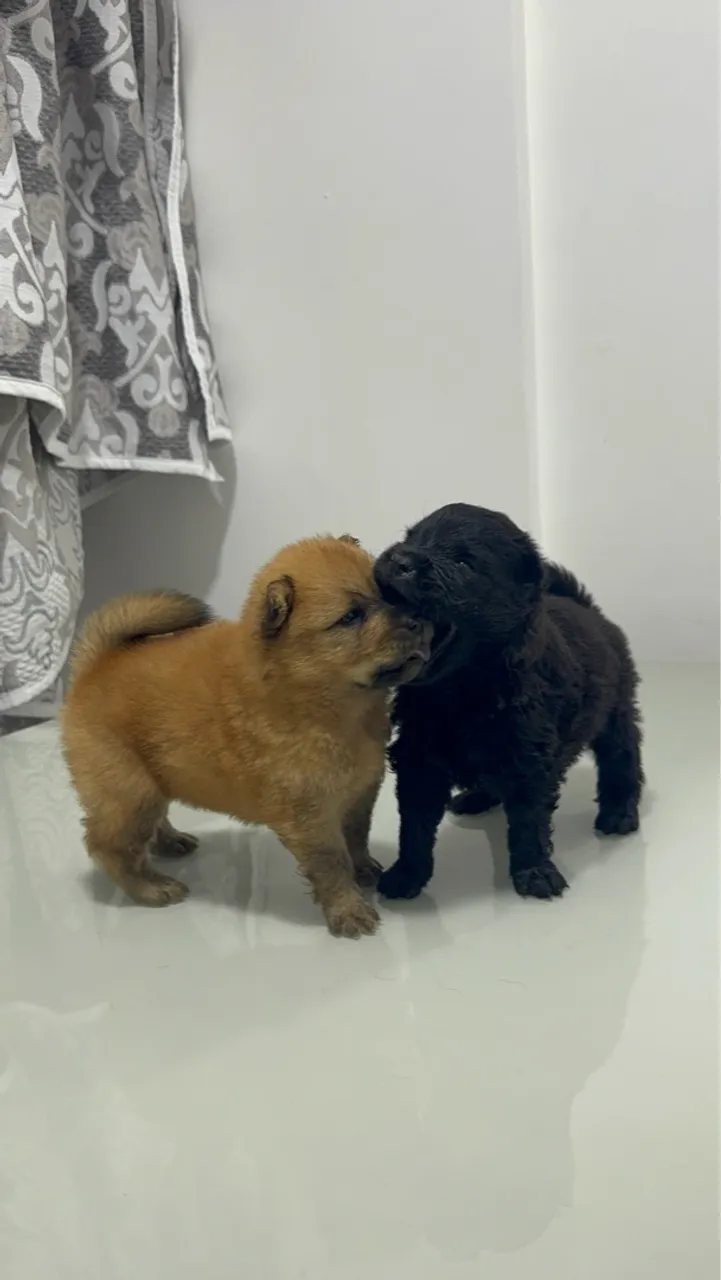 Filhotes de Chow Chow fofinhos e brincalhões