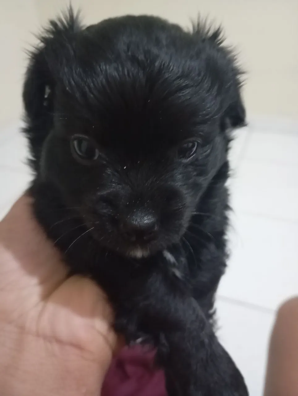 Filhote de cachorra fêmea maltês