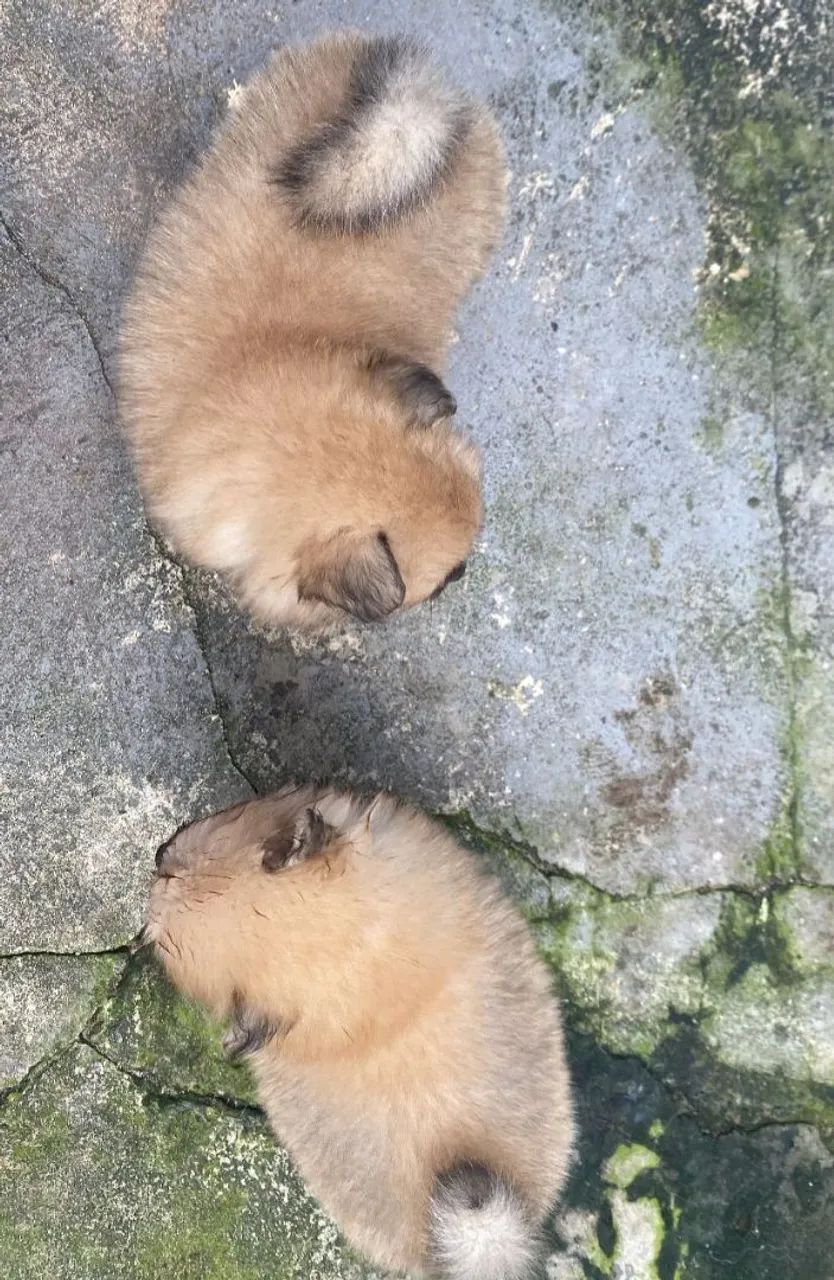 Filhote de Spitz Alemão : Pelúcia de 4 Patas! - Foto 5