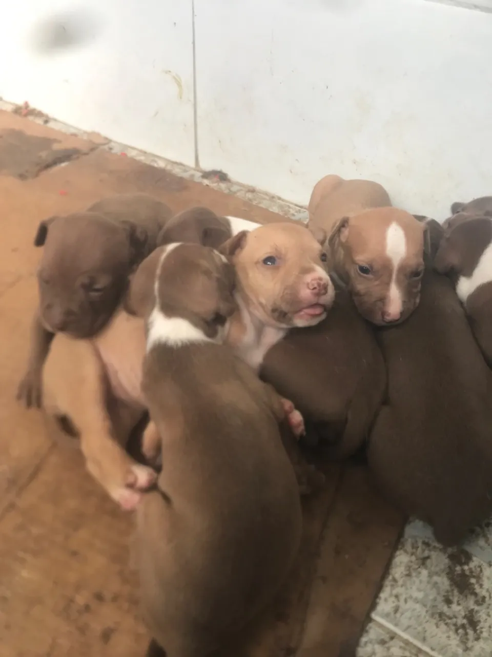 Filhotes de Pitbull para vender logo