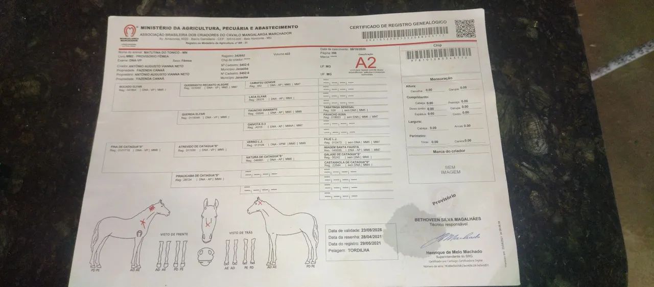 Égua manga larga registrada no provisório  - Foto 6
