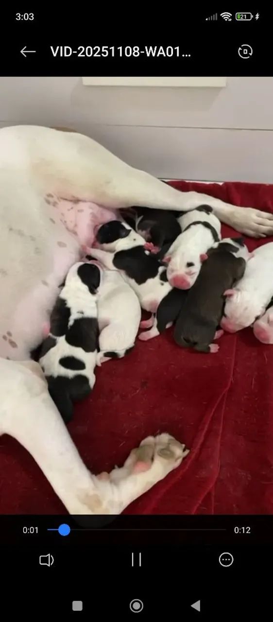 Filhotes de Pitbull terrier com Pit monster  - Foto 3