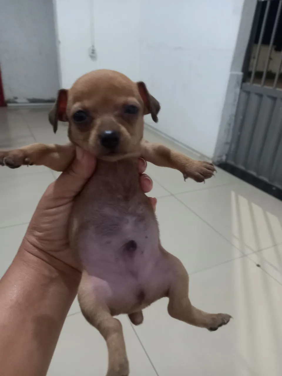 Pincher 0