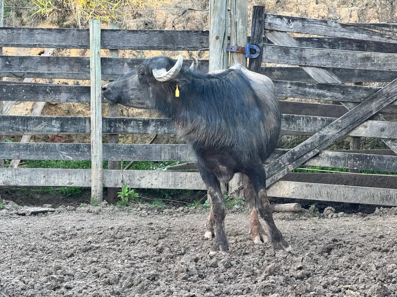 Búfalo a venda e  búfala 