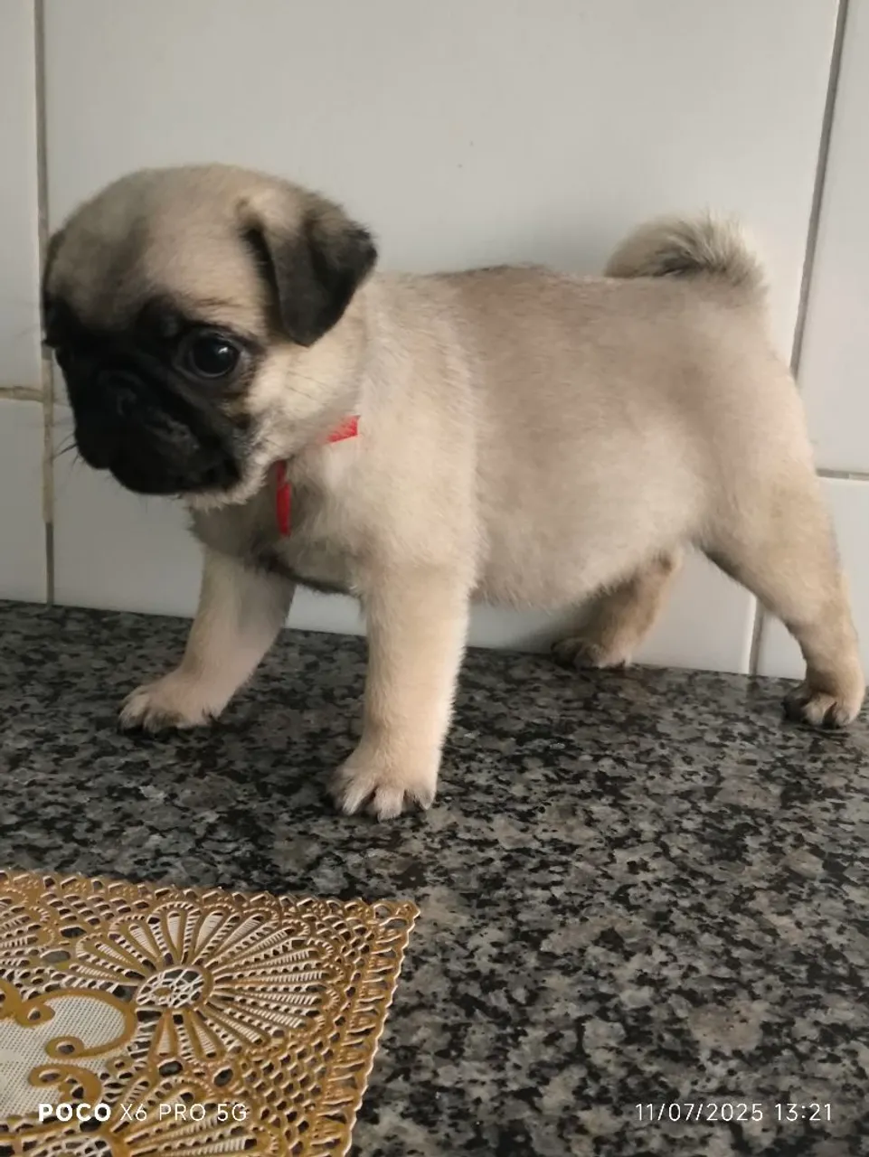 Pug mini fêmea macho ""oferta """ 