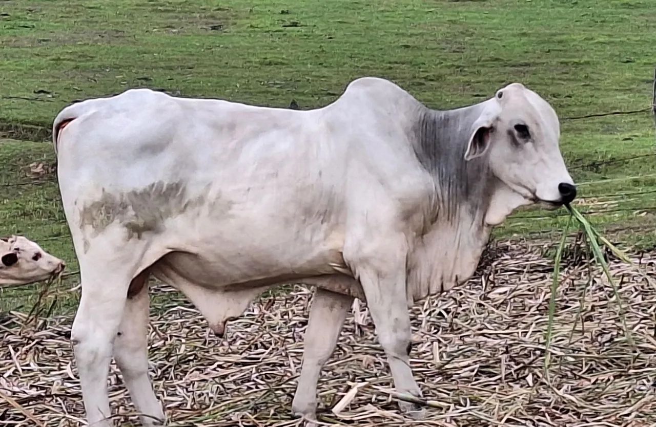 Touro Nelore - Preço negociável