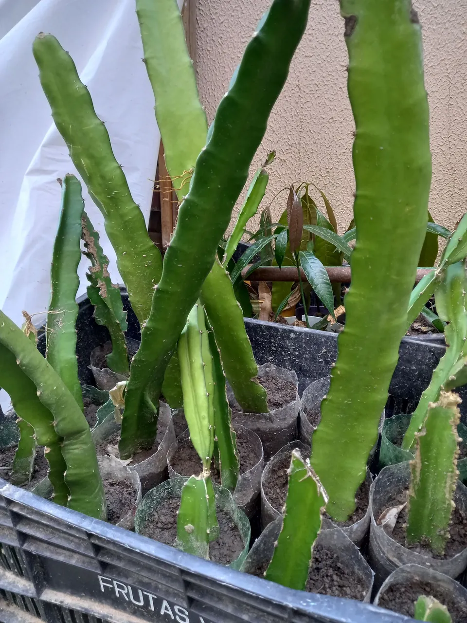 Mudas de Pitaya (Fruta do Dragão)