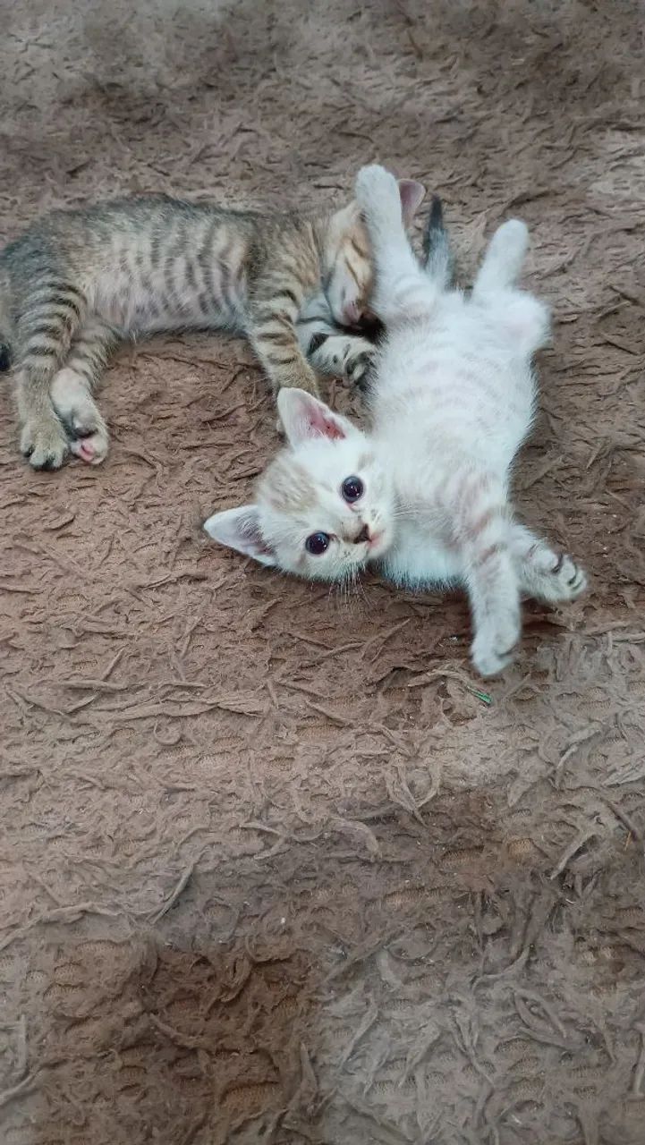 Gatinhas para adoção fêmeas 