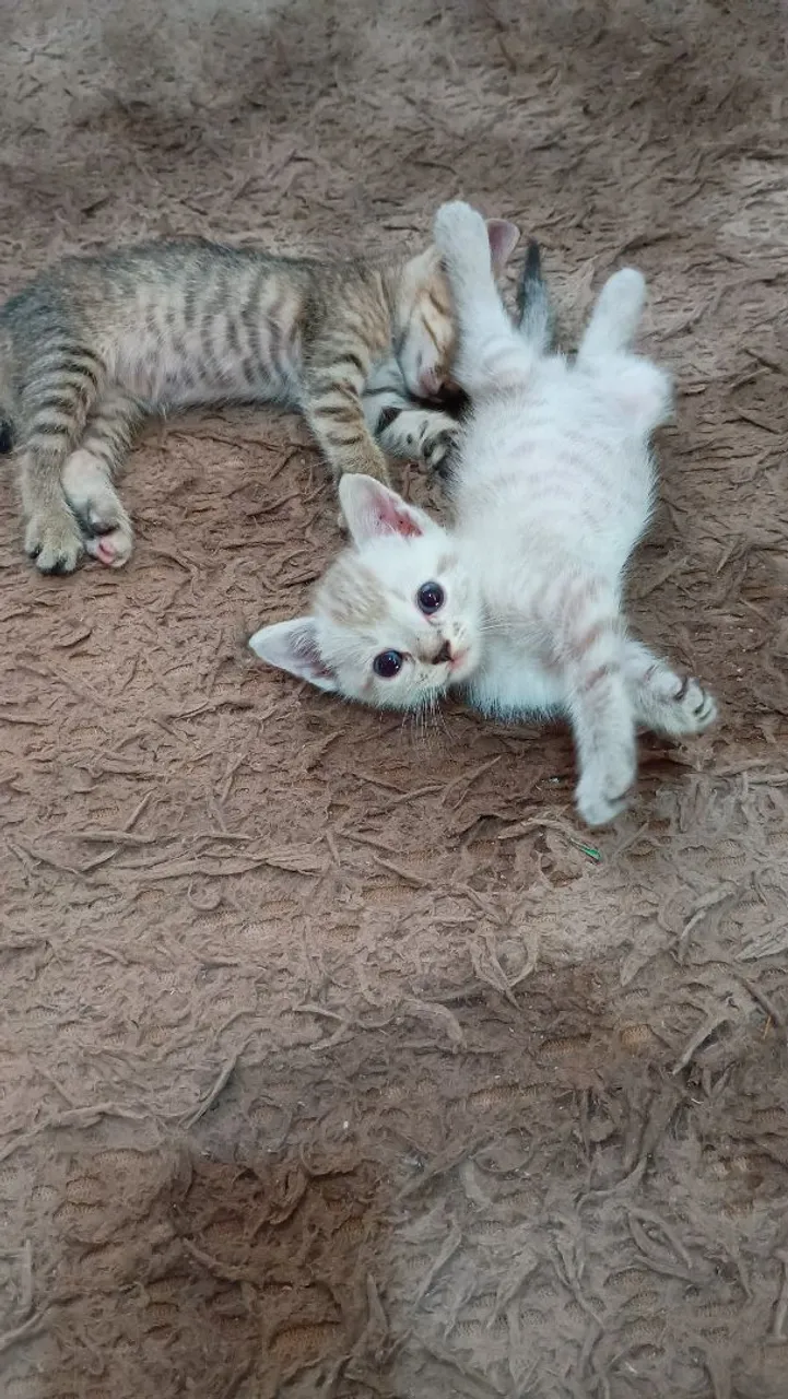 Gatinhas para adoção fêmeas