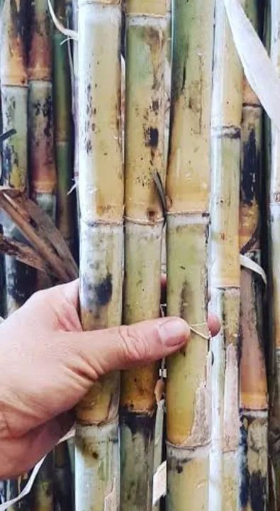 Canavial para garapa caldo  para venda * - Foto 2