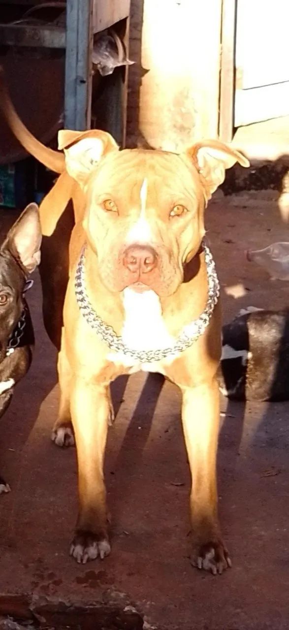 Filhotes de Pitbull  - Foto 2