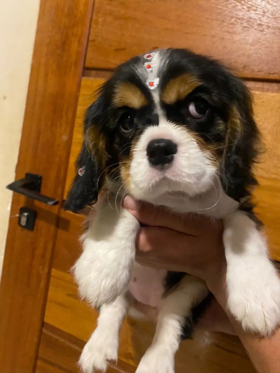 Cavlaier entregamos hoje mesmo  - Foto 2