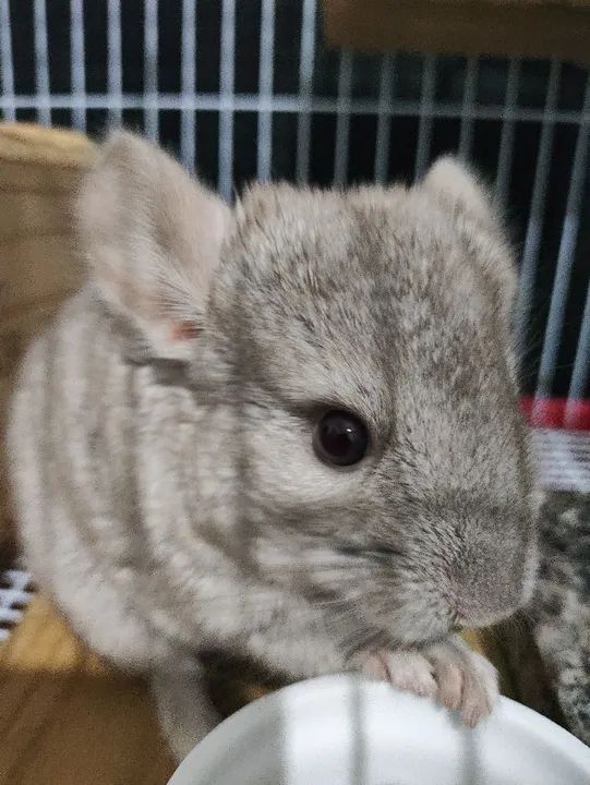 Filhotes de Chinchila com 70 dias