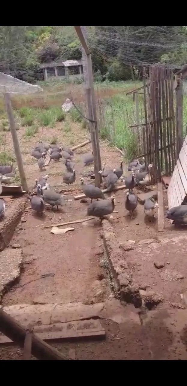 Galinha de angola - Foto 2