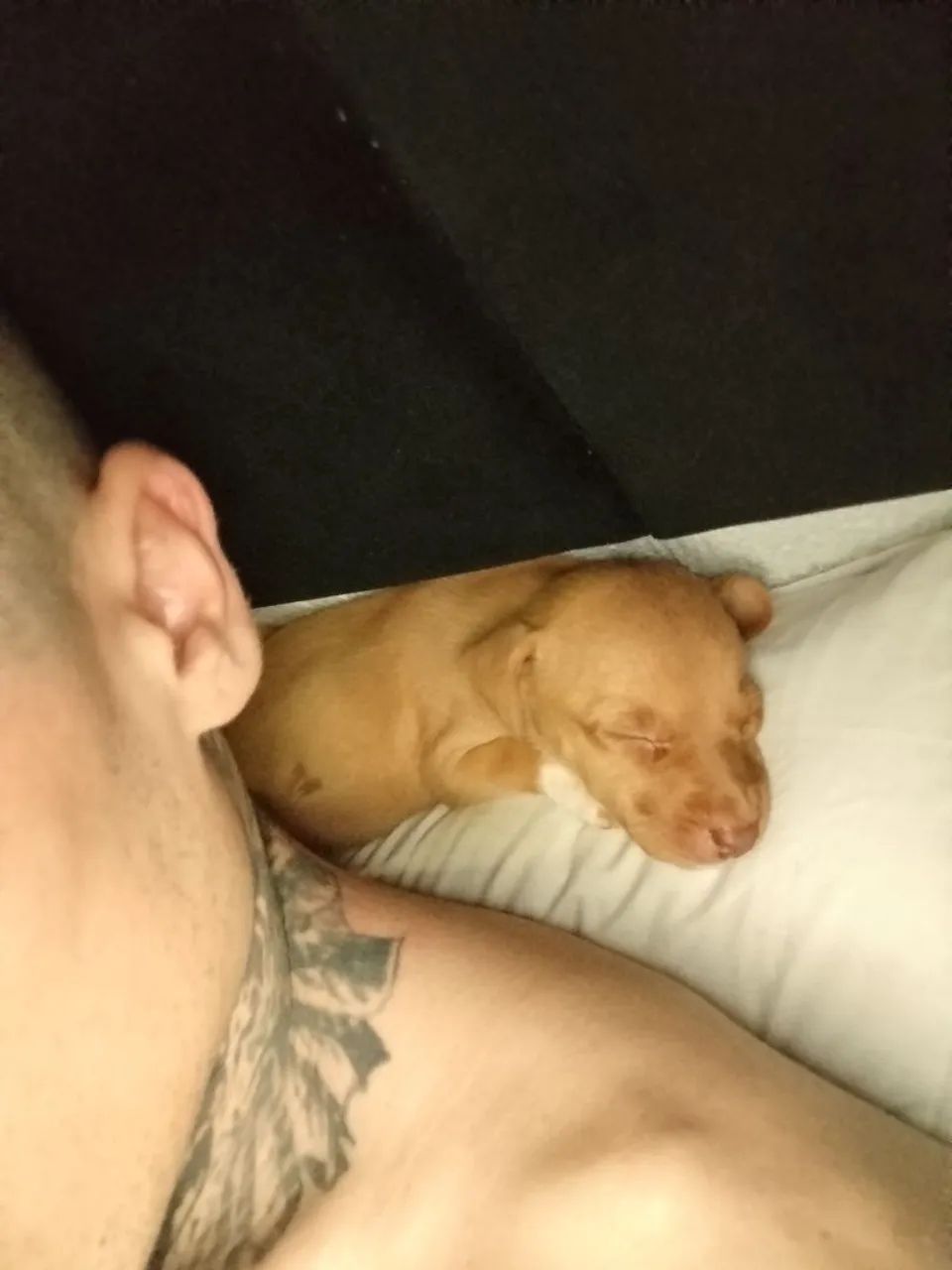 Cachorrinha caramela filhote para doação - Foto 6