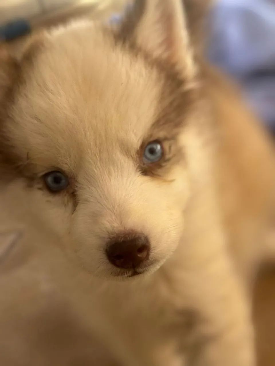 FILHOTES HUSKY SIBERIANO PURO COM PEDIGREE. - Foto 2
