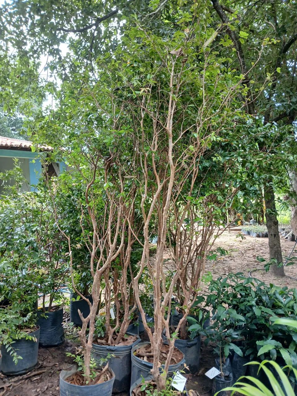 Mudas de Jabuticaba híbrida  - Foto 4