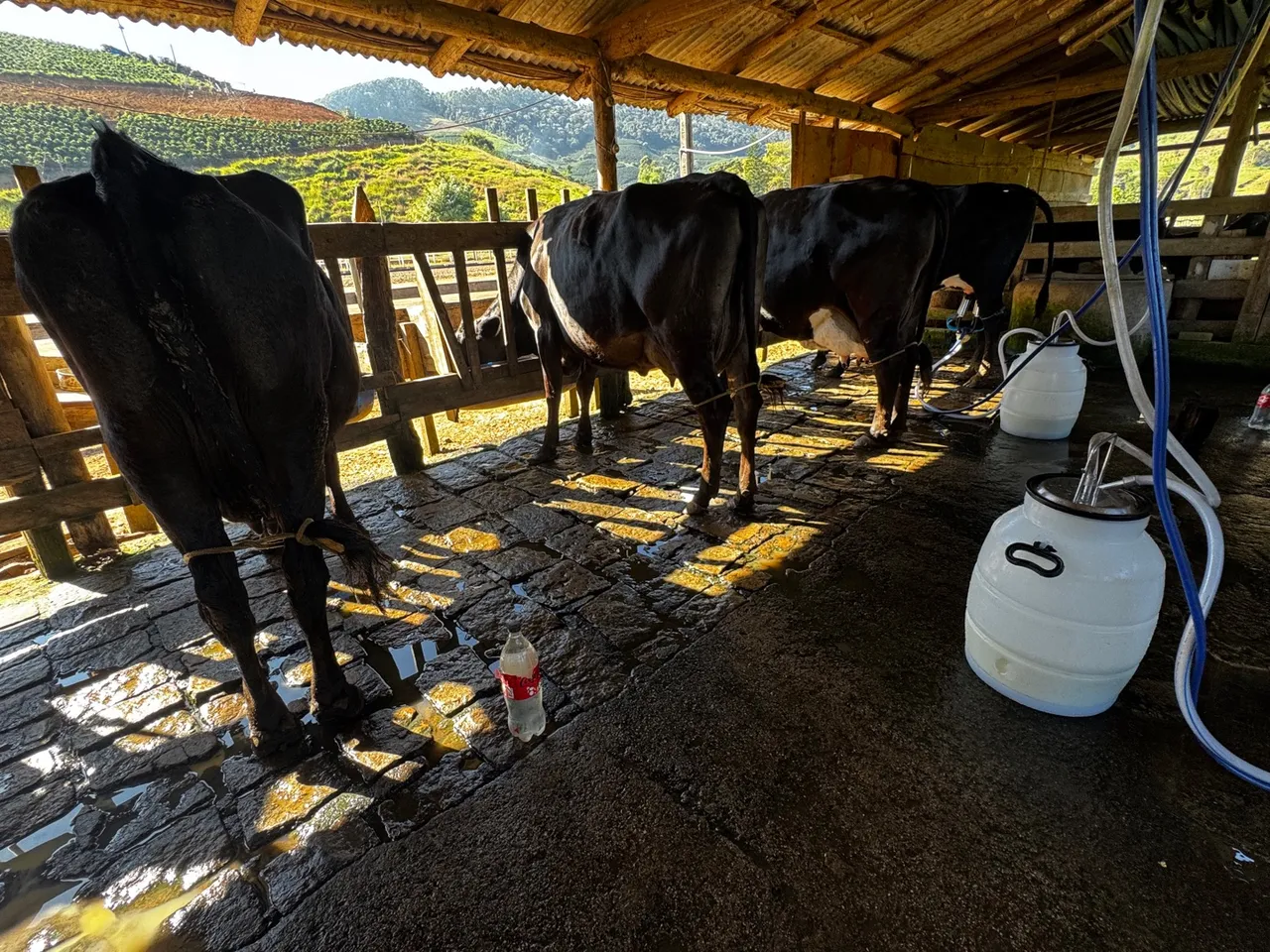 Vacas leiteiras em produção