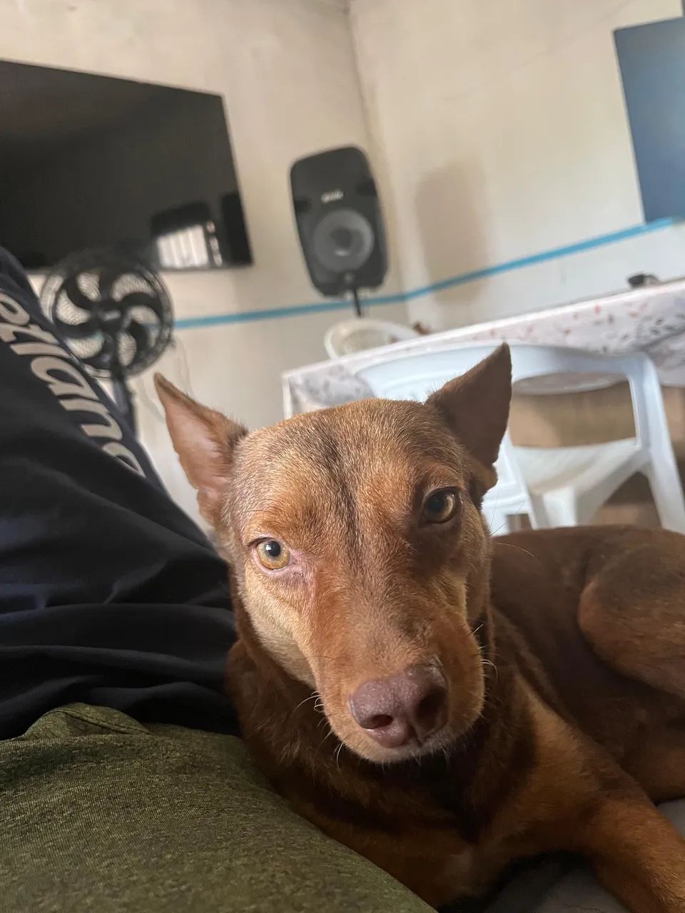 Cachorrinha pra adoção  - Foto 2