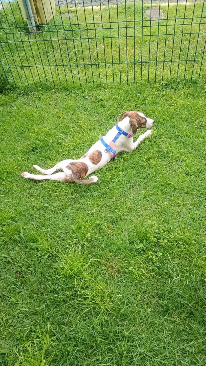 Cão Vacinado e vermífugado, vem me buscar!