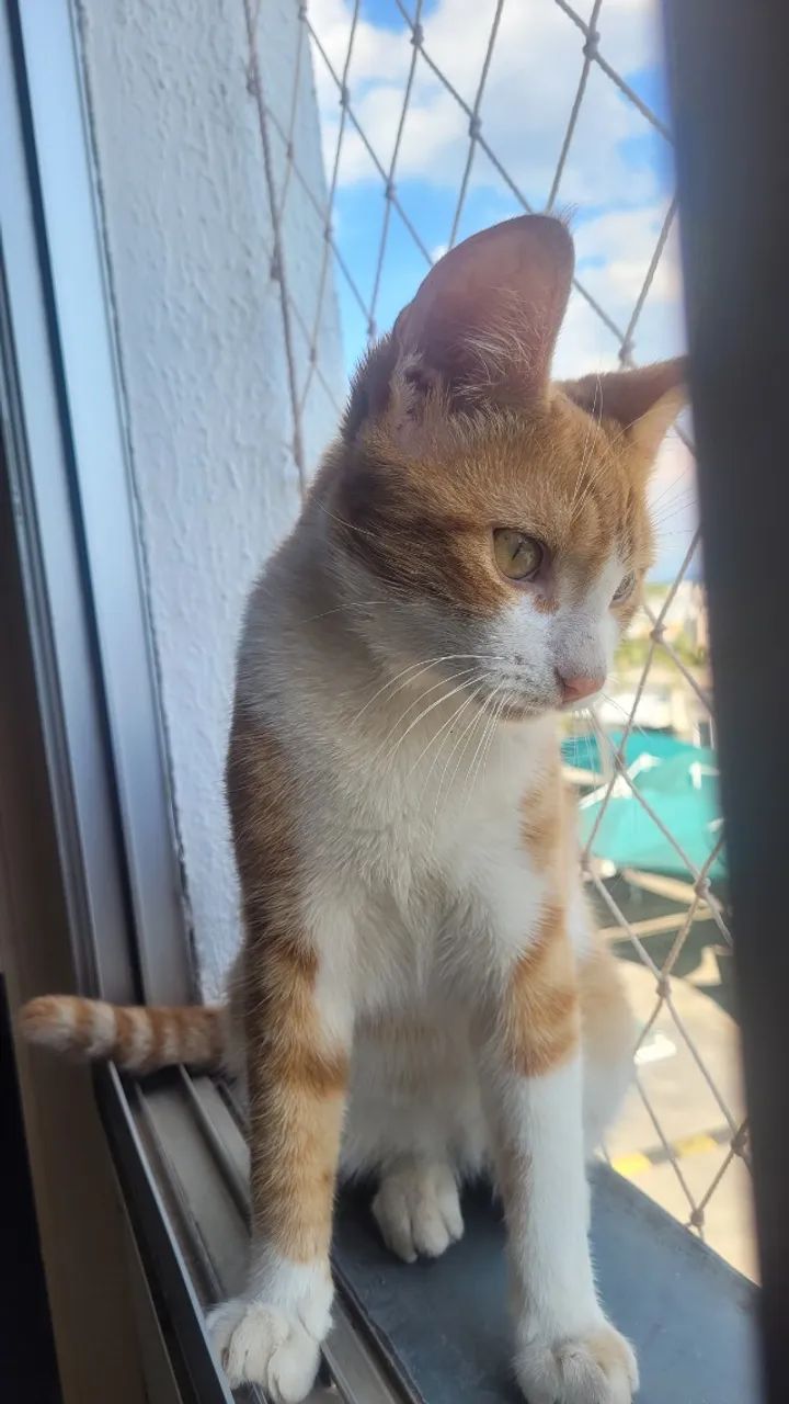 Doação de gato - Foto 2