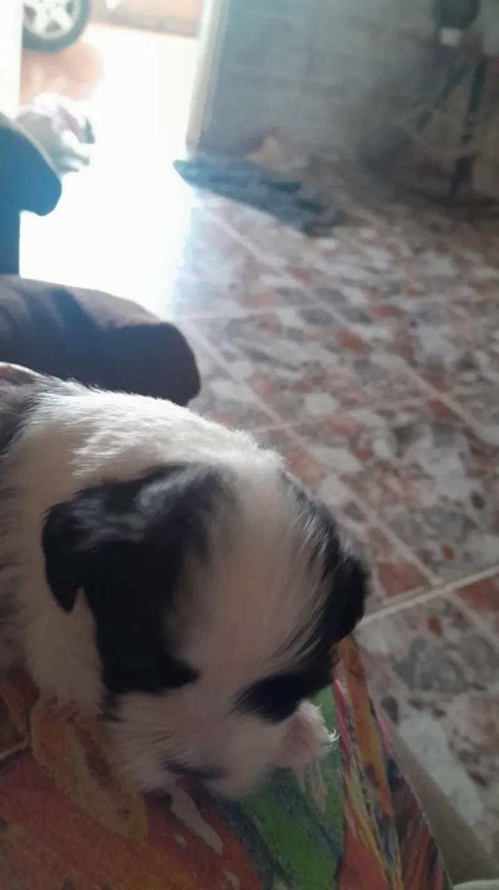 Filhote Shih Tzu para adoção