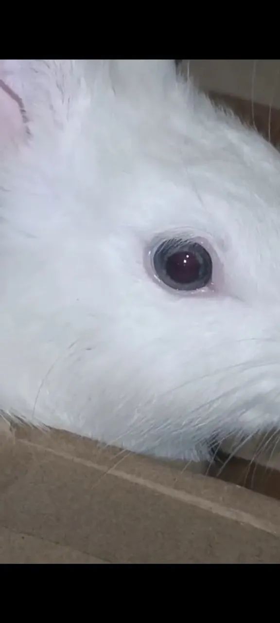 Coelho Branco do olho azul - Adorável e brincalhão  - Foto 5