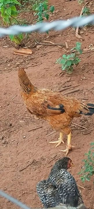 Frangos mestiço índio gigante 