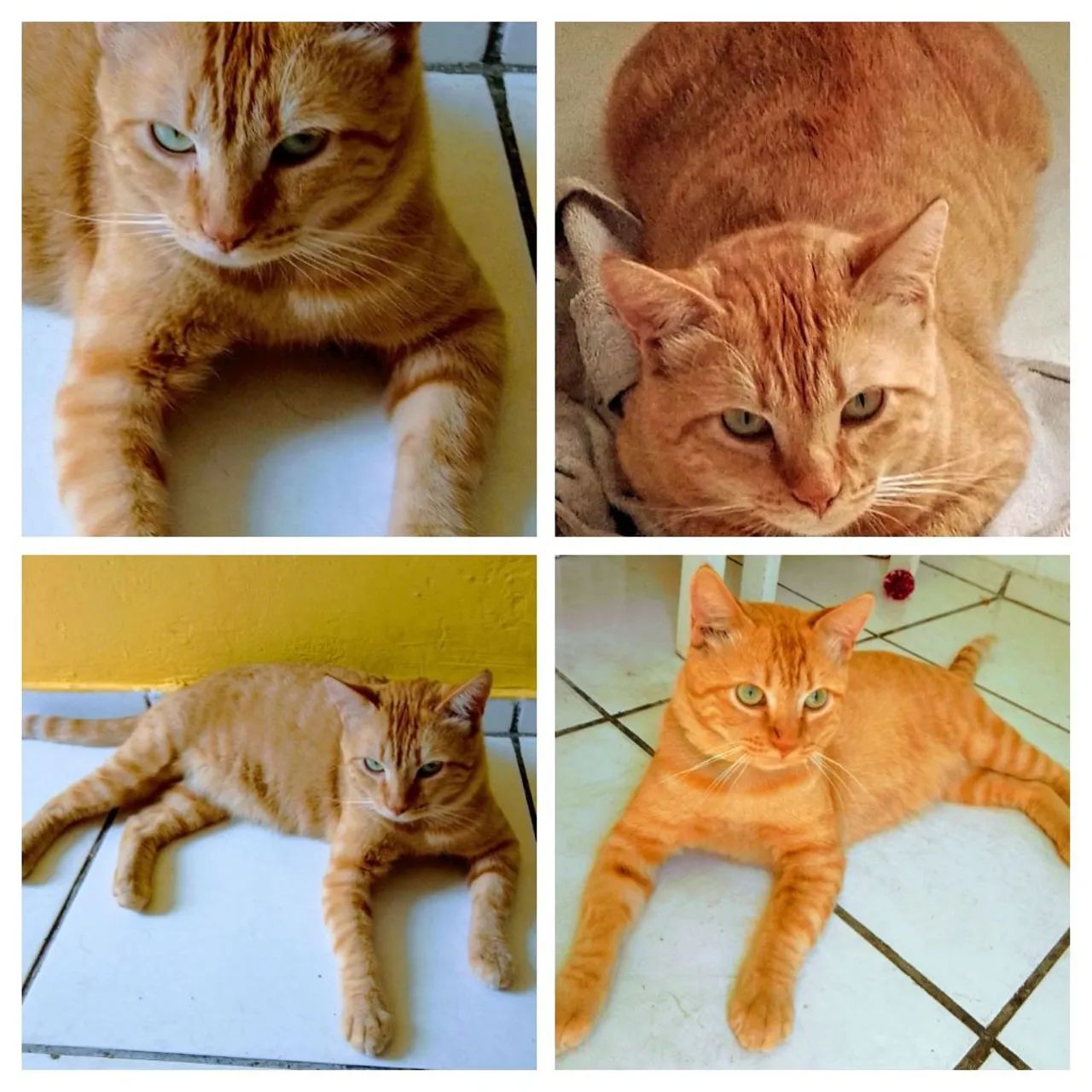 Gato castrado e carinhoso