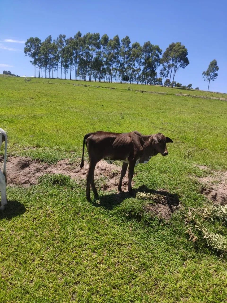 Bezerros desmamas  - Foto 4