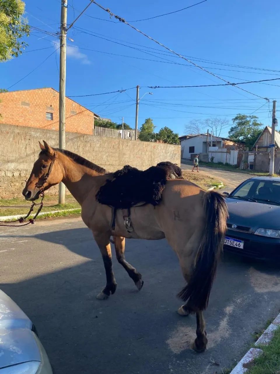 Égua crioula domada - Foto 2
