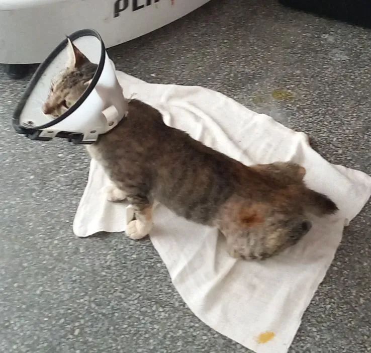 Doação responsável gata castrada  - Foto 3