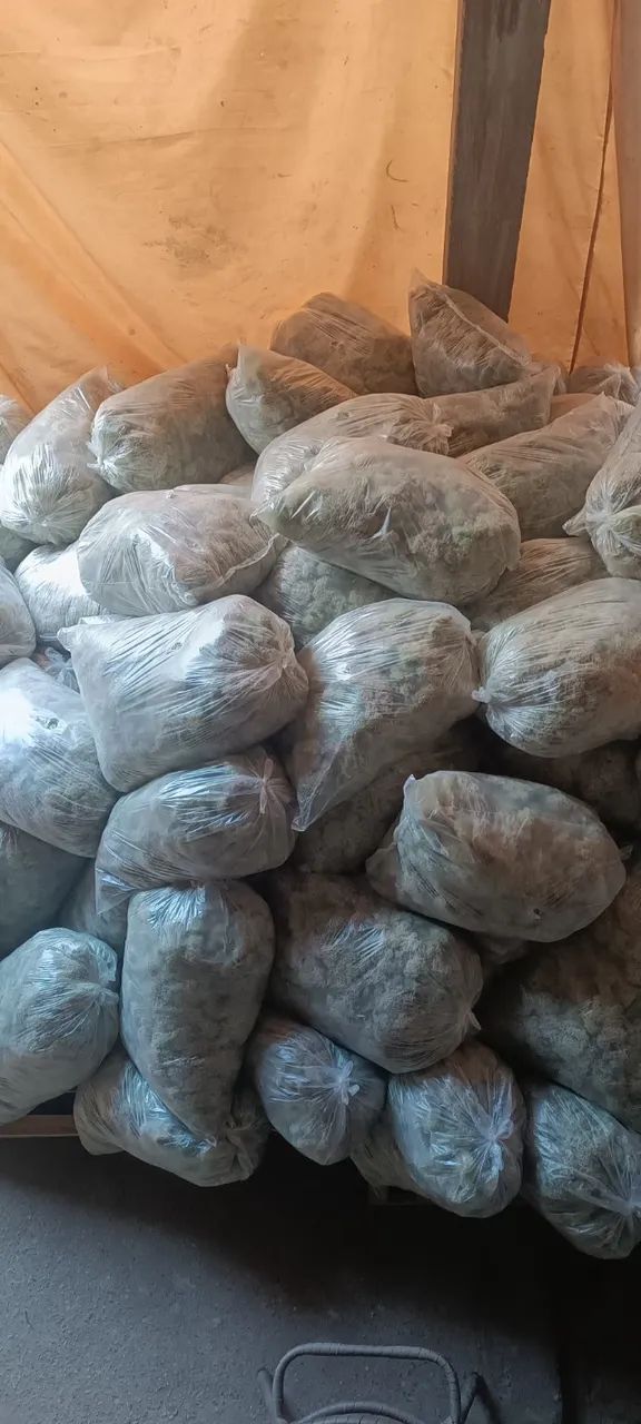 Musgo Branco LIMPO - Foto 2