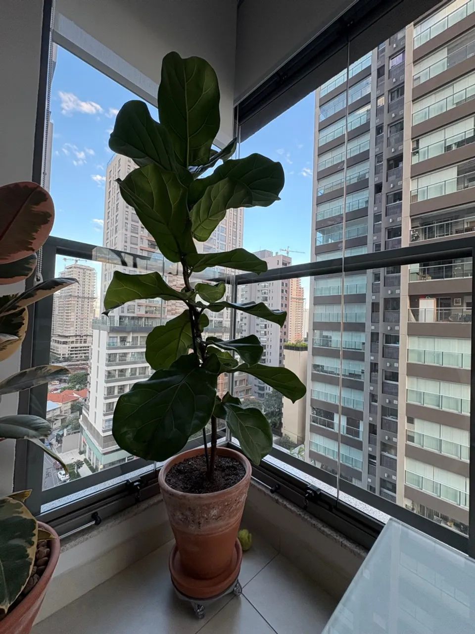 Planta Ficus Lyrata - Foto 4