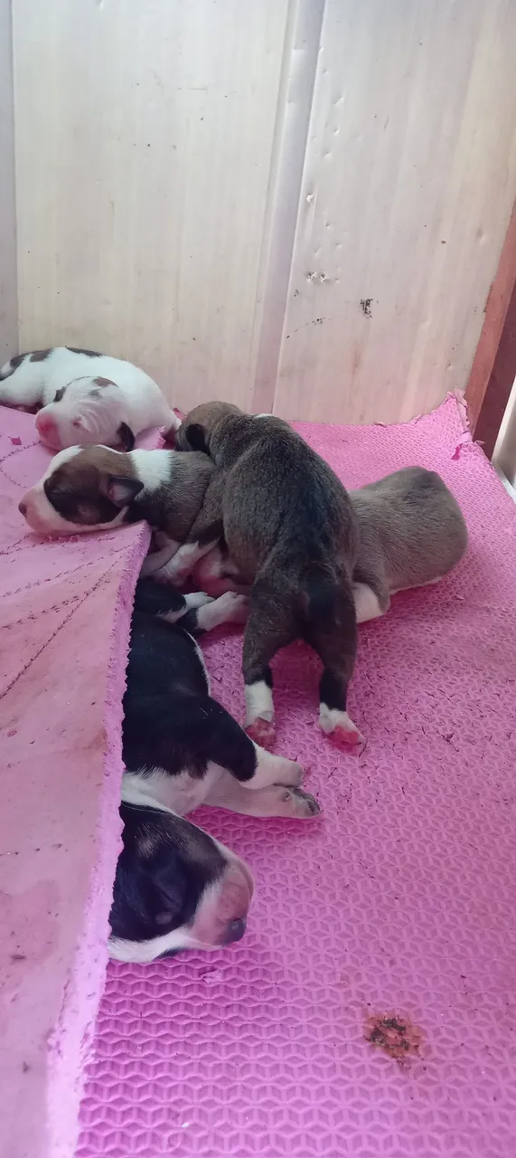 Filhotes de cachorro